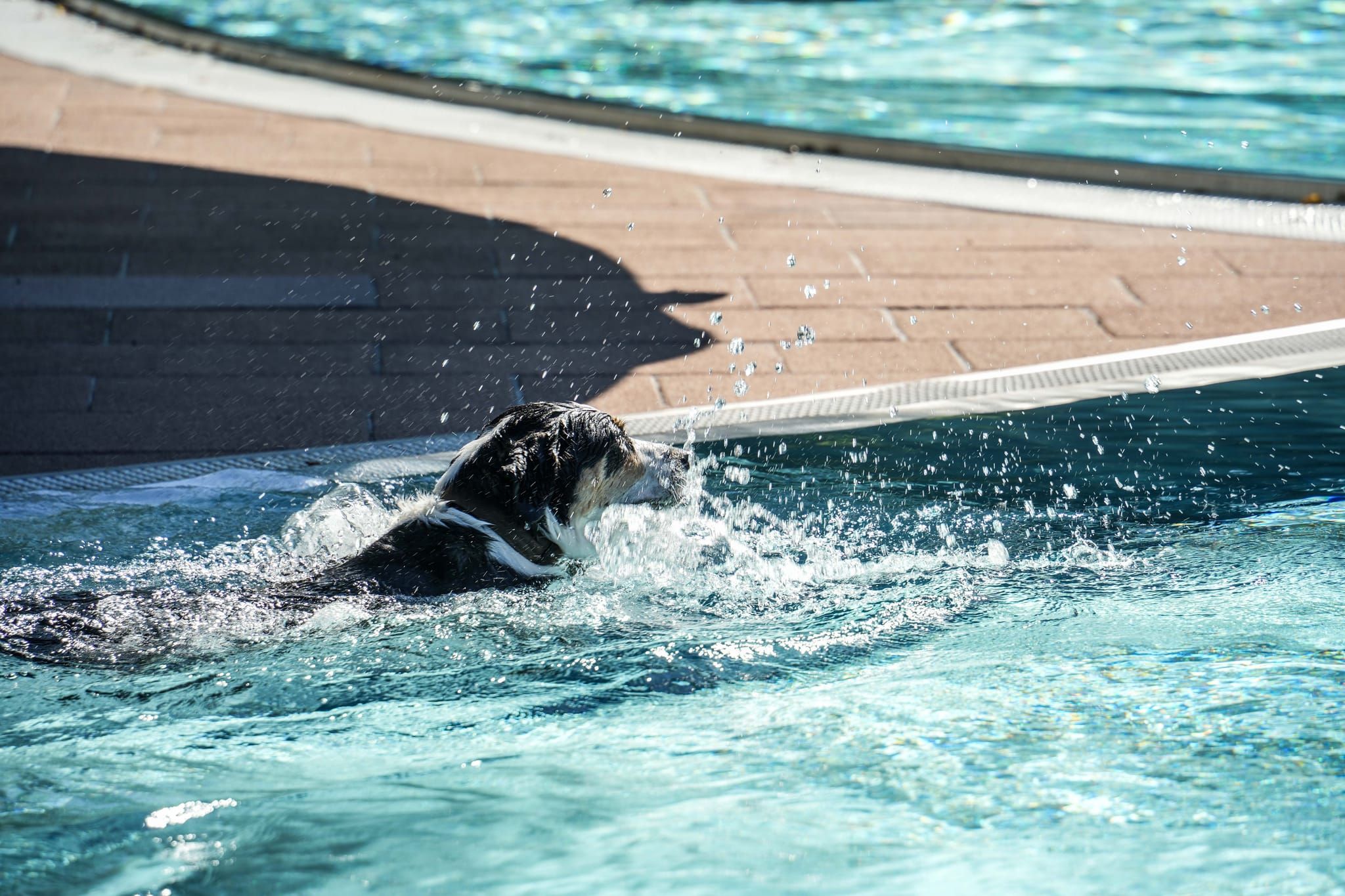 Ein Spaß für Hund und Mensch.