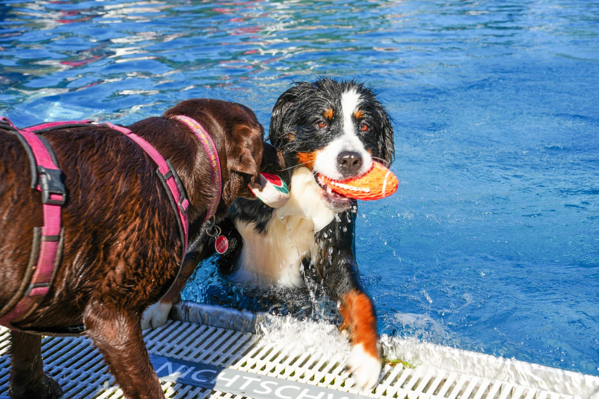 Ein Spaß für Hund und Mensch.