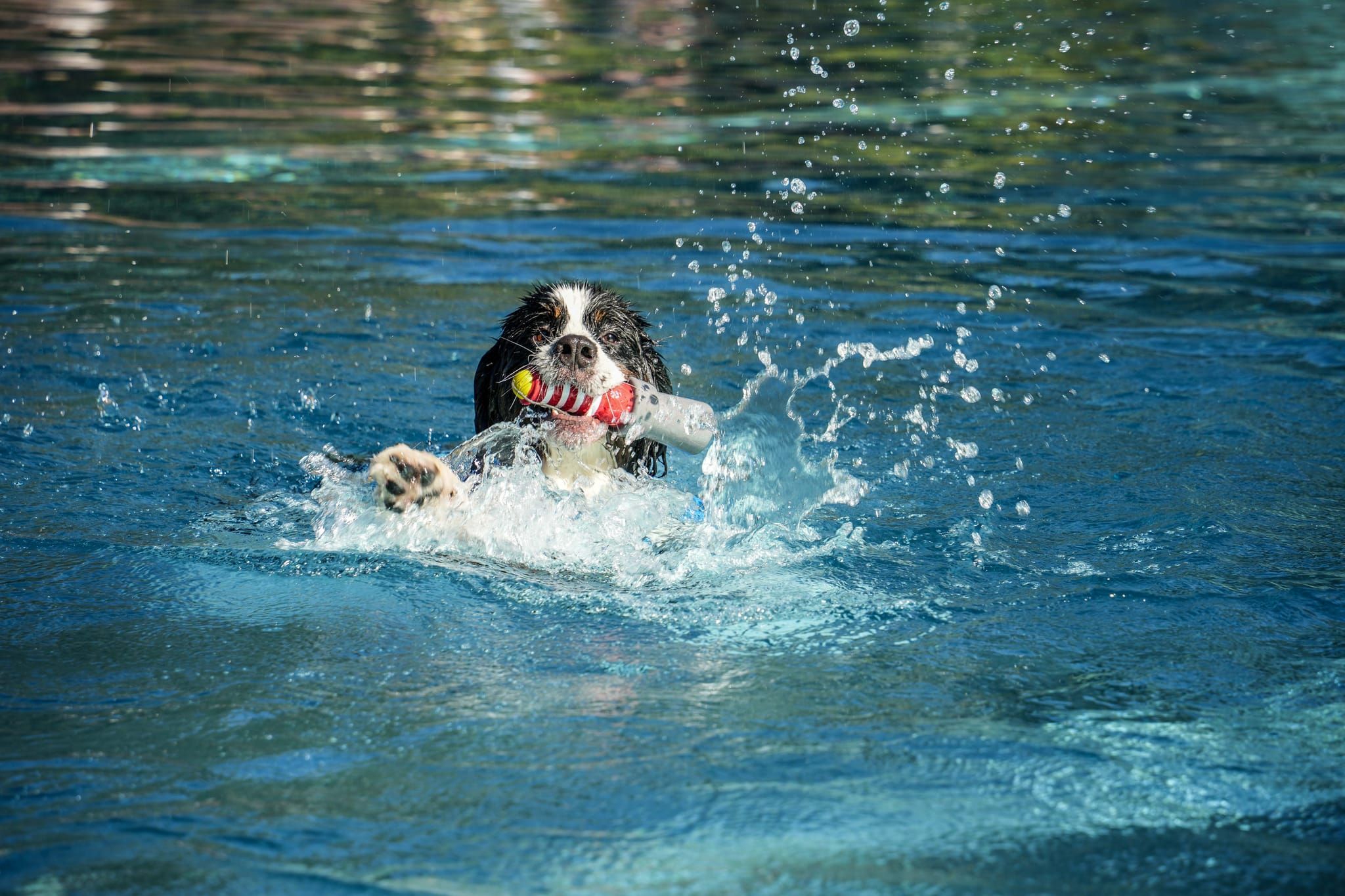 Ein Spaß für Hund und Mensch.