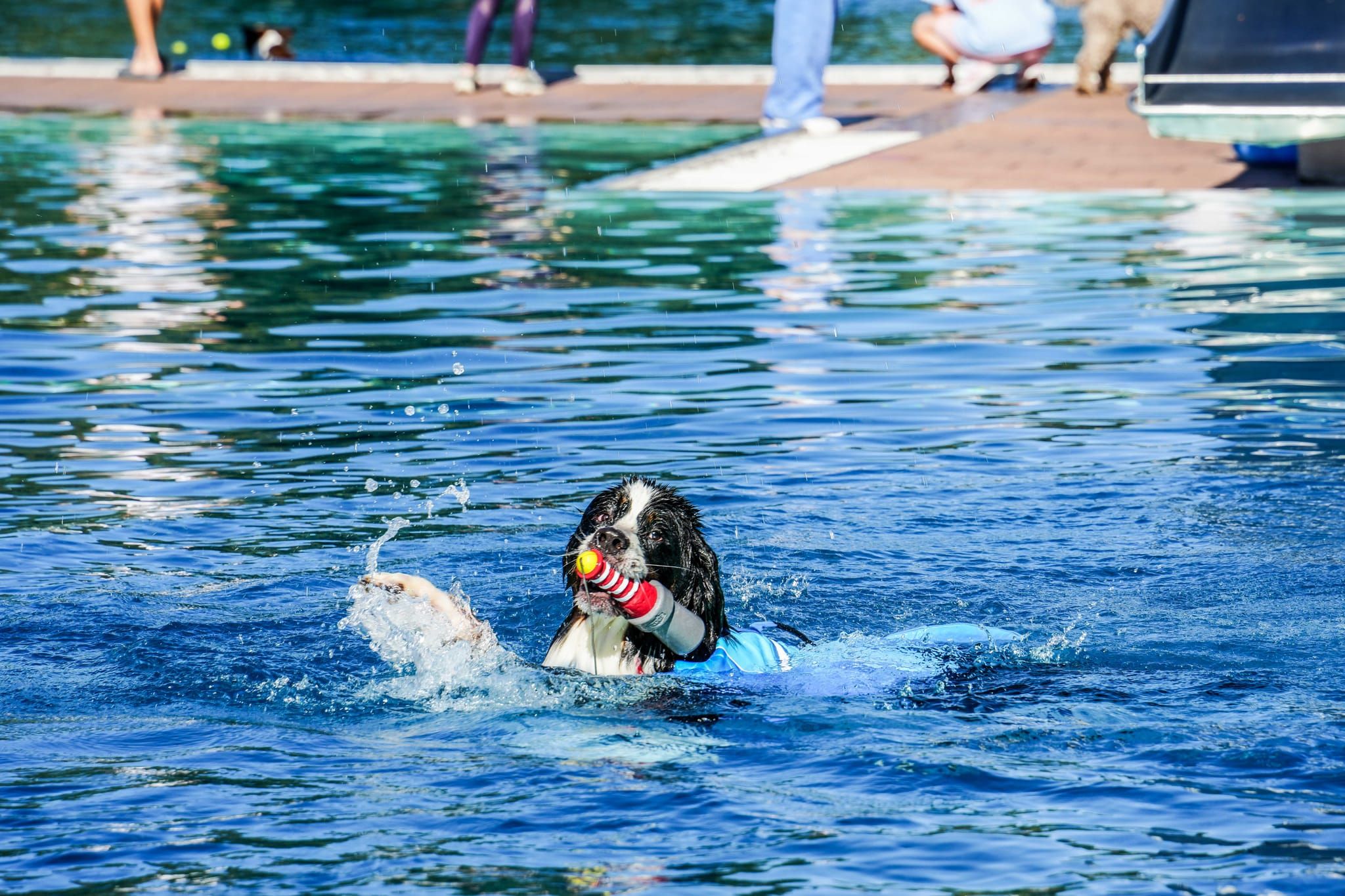 Ein Spaß für Hund und Mensch.