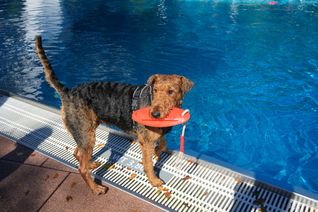 Ein Spaß für Hund und Mensch.
