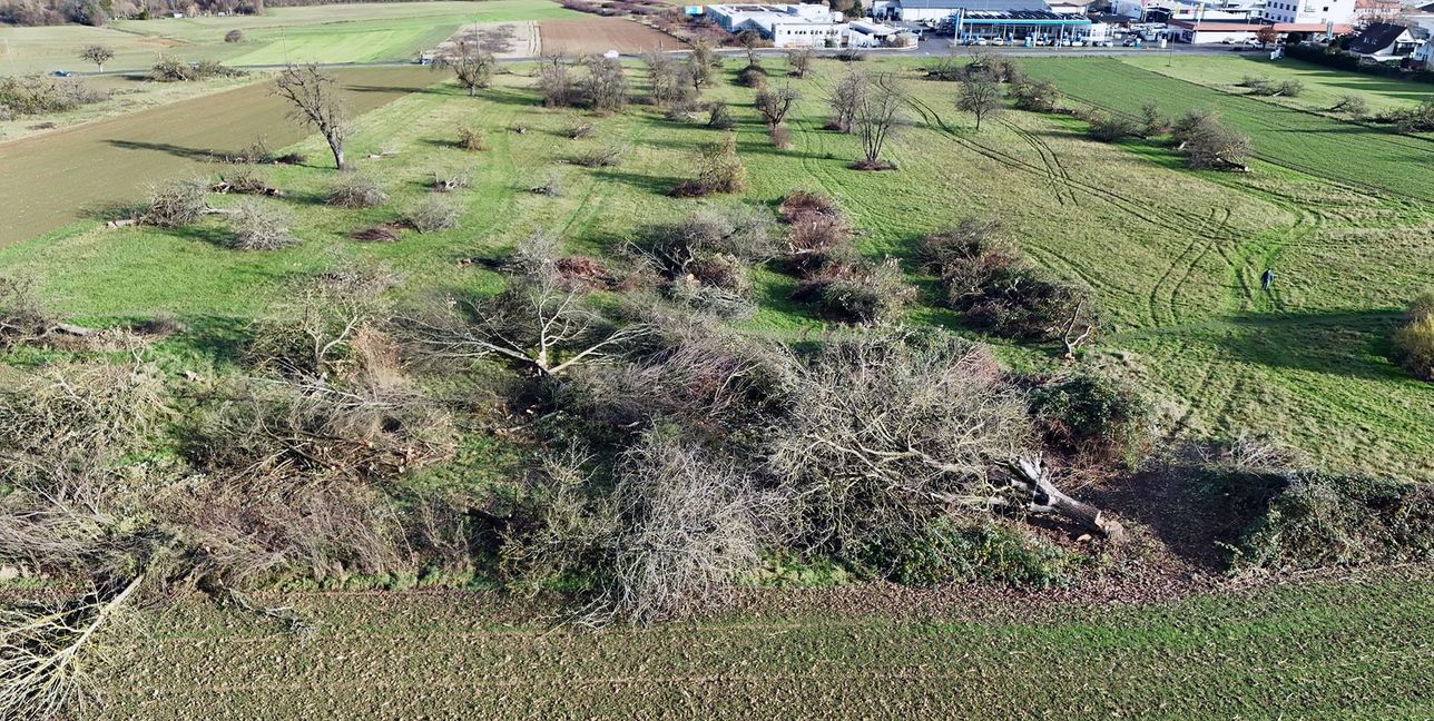 Ein Großteil der Streuobstbäume im geplanten Baugebiet „Häugern-Nord“ ist schon gefällt.