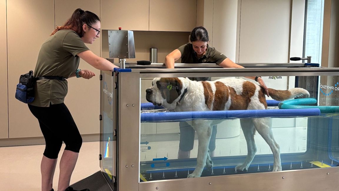 Im "Barryland" können Besucher die tägliche Pflege der Hunde live miterleben.