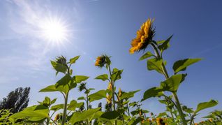 In Baden-Württemberg soll es in dieser Woche wieder sommerlich warm werden. (Symbolfoto)