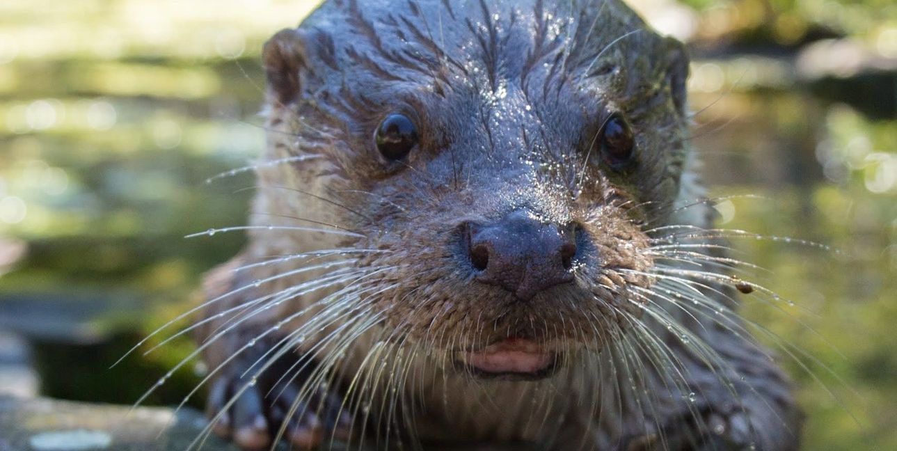 Ein Fischotter im Wildpark Pforzheim.