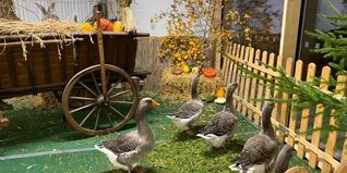 Einige Tiere des Kleintierzuchtvereins Gärtringen.