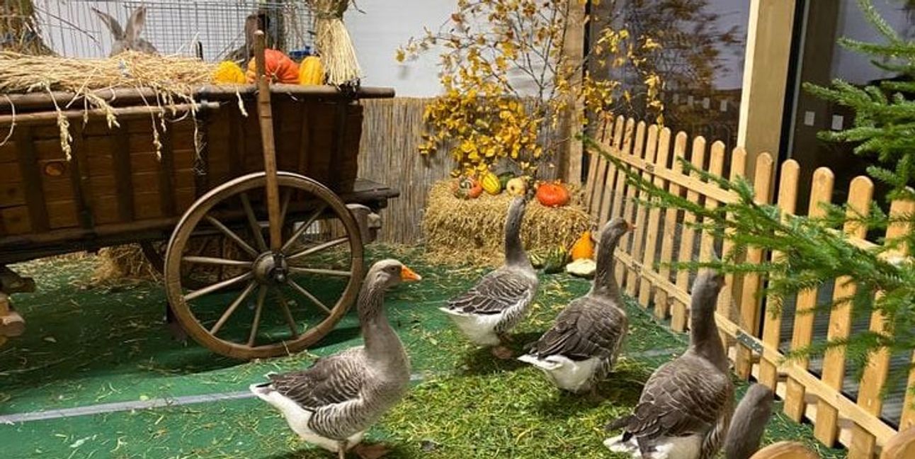 Einige Tiere des Kleintierzuchtvereins Gärtringen.