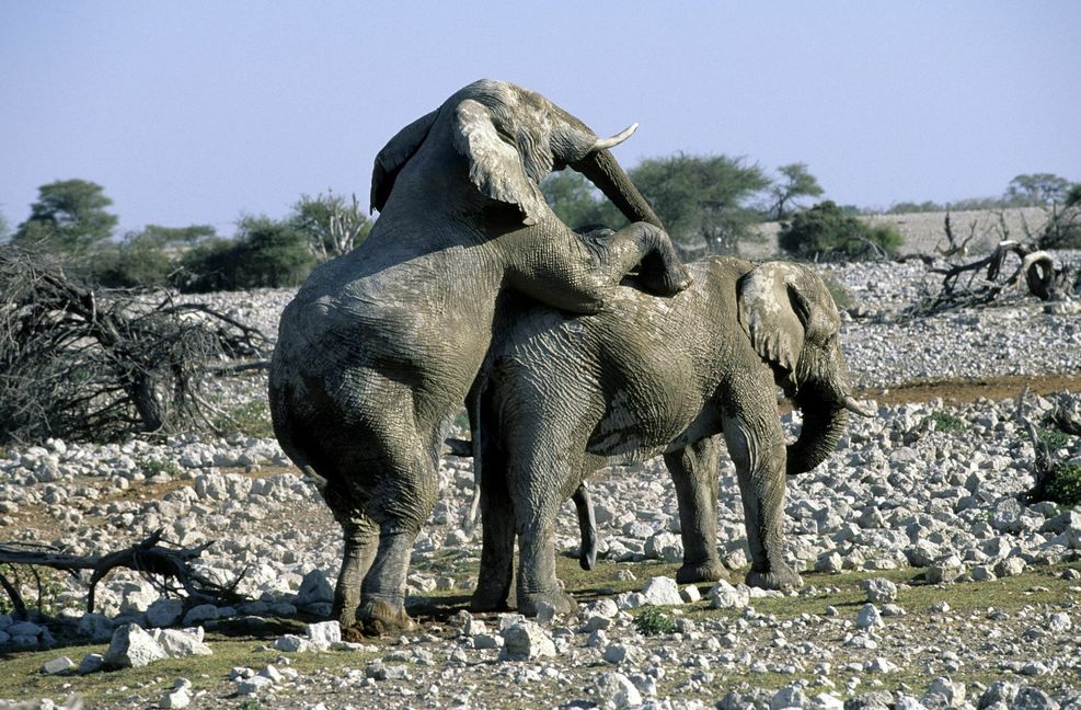 Männliche Elefanten finden eher notgedrungen zur Homosexualität, wenn sie abseits der eigentlichen Herde leben müssen und keinen Kontakt zu Weibchen haben können. Foto: M.Harvey/WILDLIFE