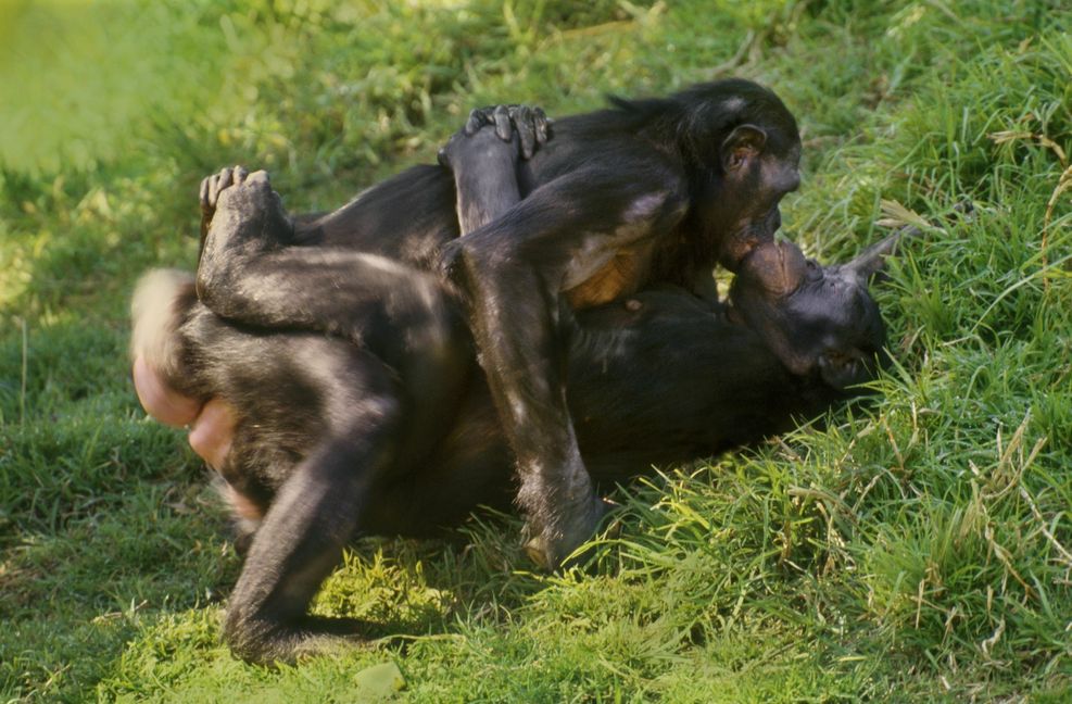 Zwei Bonoboweibchen haben Spaß zusammen. Foto: Mint Images