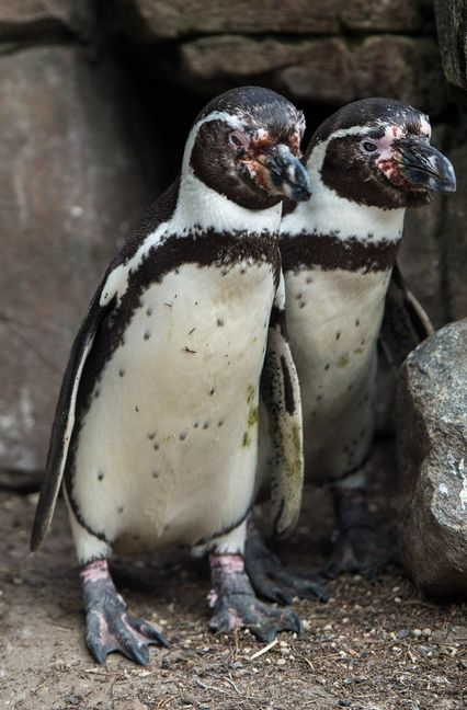 Bei Pinguinen findet man oft homosexuelle Paare. Foto: dpa