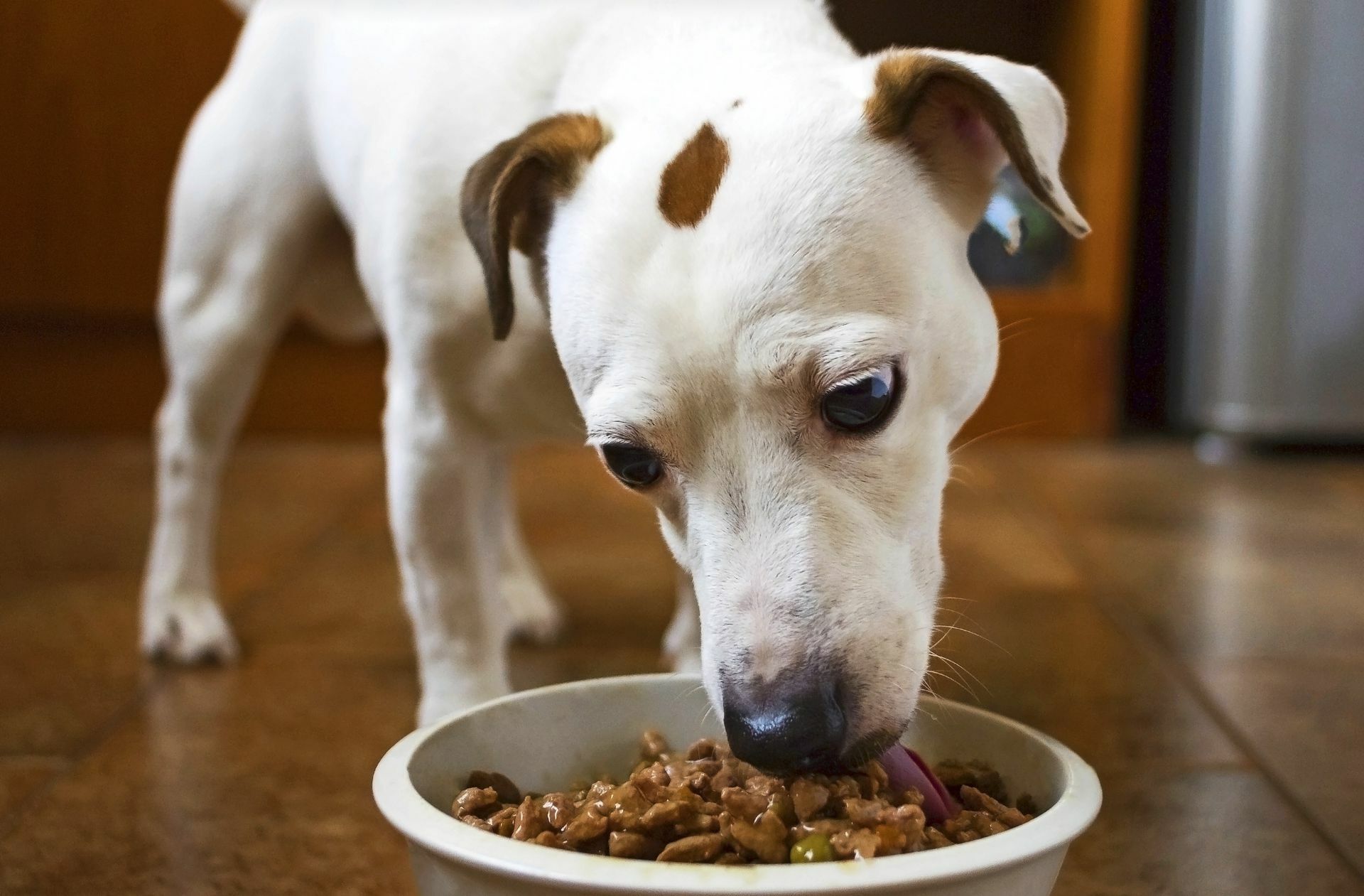 Das Fleisch im Futter der Hunde hat einen großen Einfluss auf die Ökobilanz der Vierbeiner. Es gibt Alternativen, doch die sind strittig. Foto: lena_rx7 - stock.adobe.c..