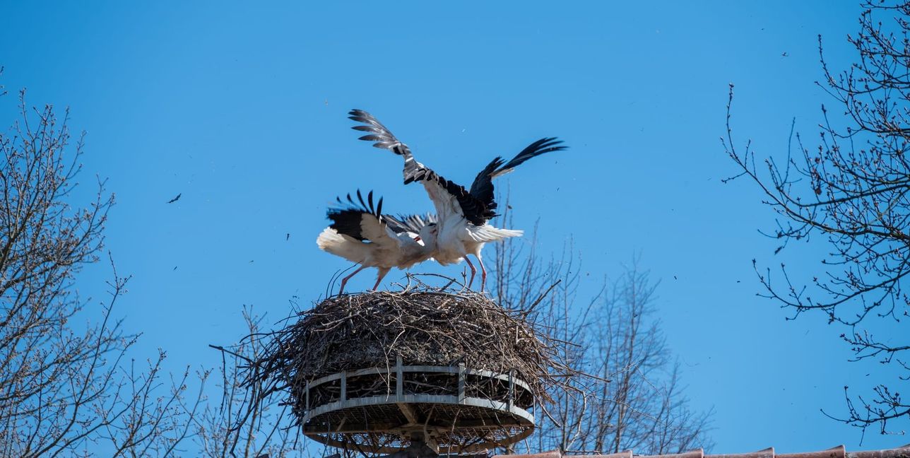 Bei Familie Storch fliegen auch mal die Feder.