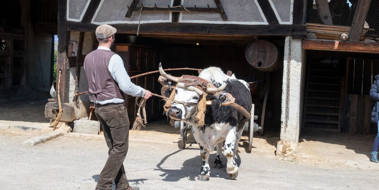 Nach getaner Arbeit geht es zurück in den Stall.