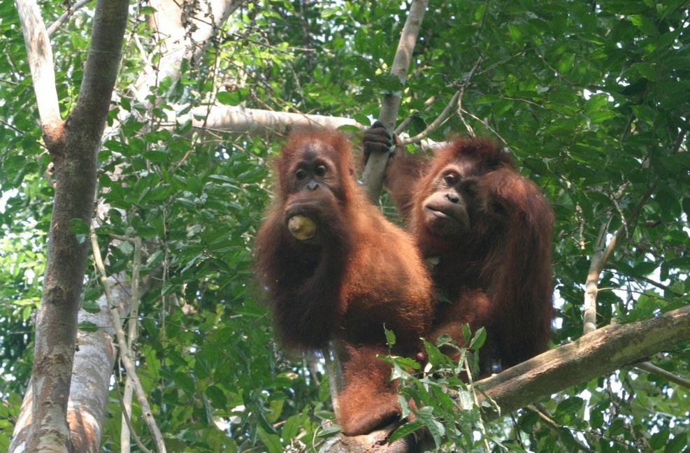 Um die Zukunft der Regenwaldbewohner geht es auch vor dem Gericht in Hamburg. Foto: dpa/Bärbel Kosiol