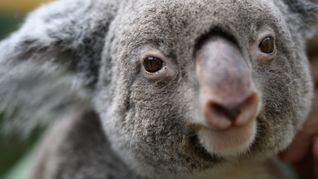 Koalas gehören zu den ikonischsten Tieren Australiens. (Archivbild)