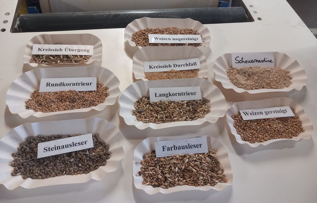 Verschiedene Stufen bis zum gereinigten Weizen.