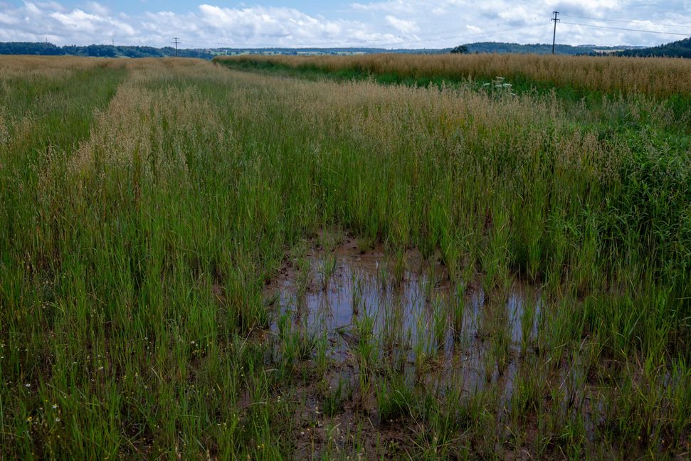 Vor allem Getreide kämpft mit dem vielen Wasser.