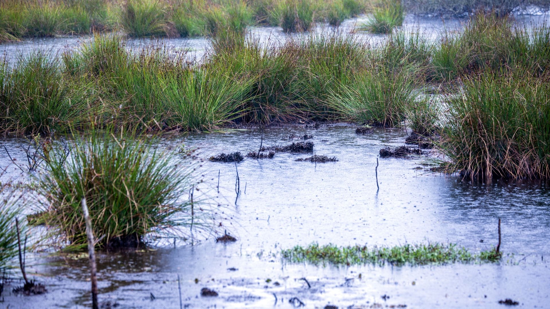 Moore sind nicht nur wichtige Wasserspeicher - sie spielen im Klimaschutz eine herausragende Rolle (Archivbild).
