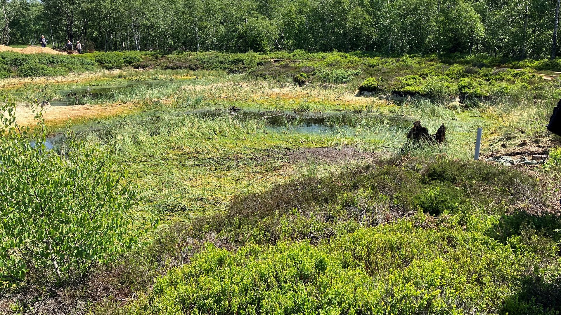 Im Roten Moor ist 2023 ein Projekt zur Wiedervernässung und Renaturierung angelaufen (Archivbild).