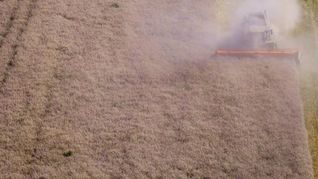 Laut Bauernverband hat die Getreidequalität zum Teil unter intensiven Niederschlägen gelitten. (Archivbild)