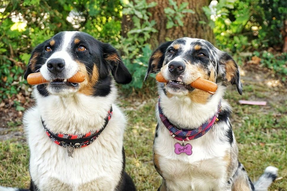 Catch the "Hot Dog". Bild : Sven Heidbrink