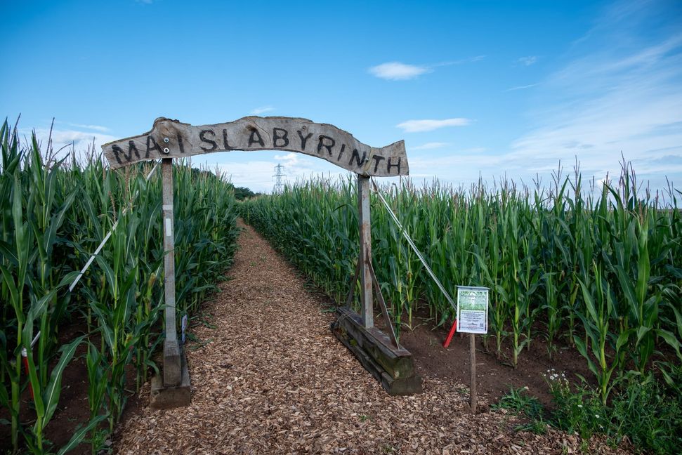 Verlaufen erwünscht: Das Maislabyrinth in Ehningen.