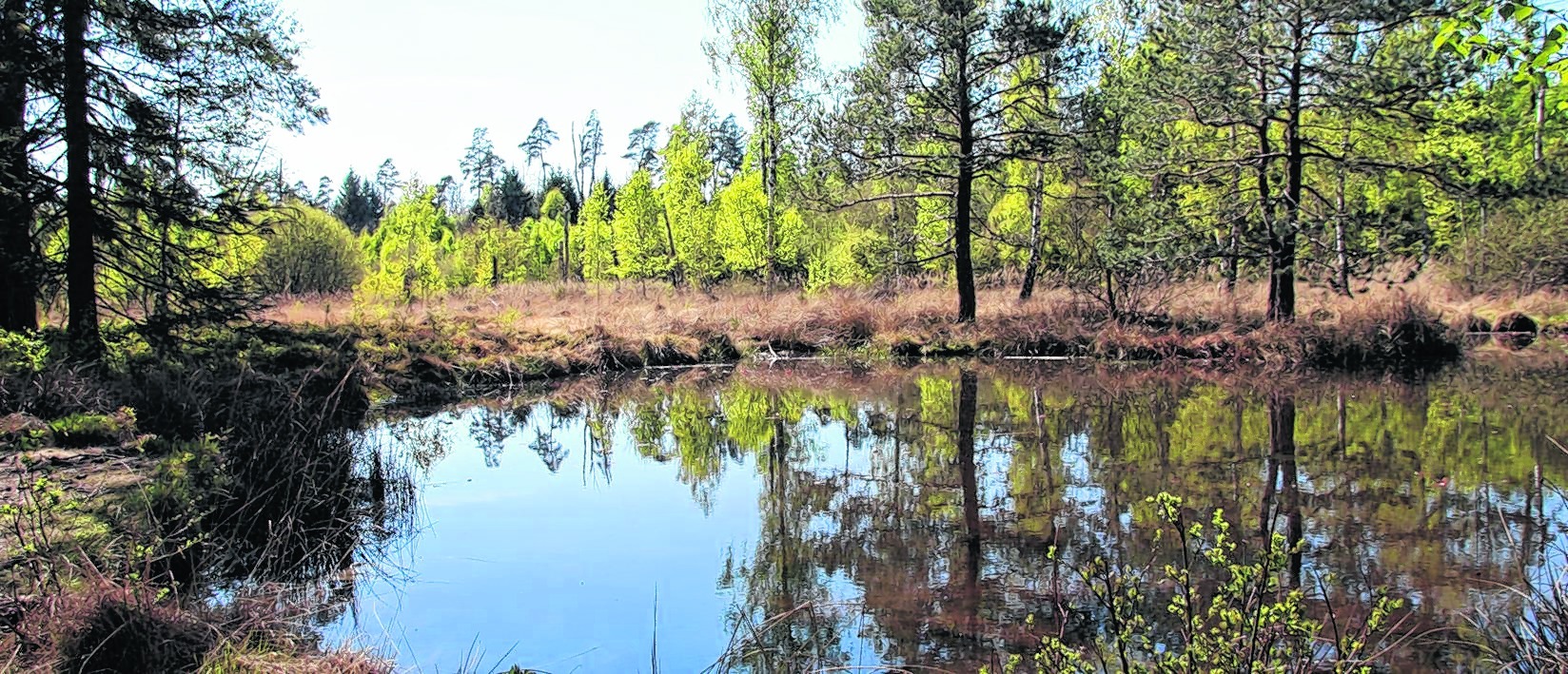 Der Birkensee inmitten des Schönbuchs gehört zu den Wahrzeichen des Naturparks. Zu erreichen ist das Kleinod am besten über den Waldparkplatz an der Bundesstraße 464 gegenüber des Abzweigs zur Weiler Hütte. Bild: Jung