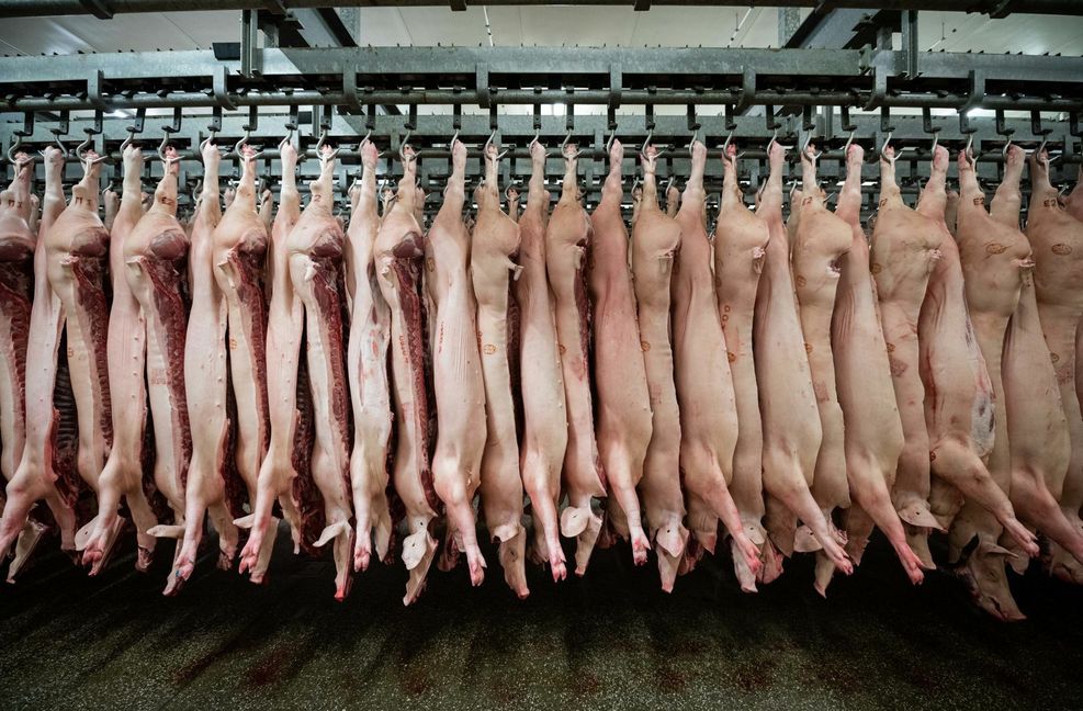 Beim Schlachthof-Monitoring 2018 gab es mehr als 400 Beanstandungen in 40 Betrieben – die meisten Mängel sind mittlerweile aber abgestellt.
Foto: dpa