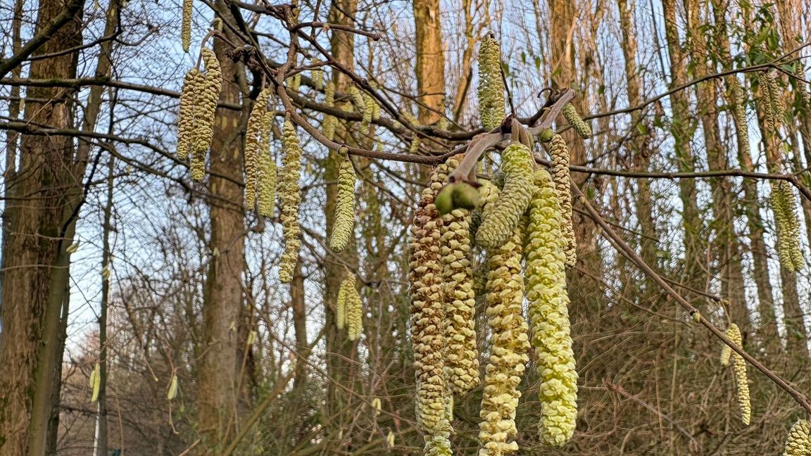 Für Allergiker geht die Belastung durch Haselpollen jetzt im Januar richtig los.