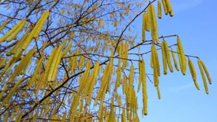 Pollen sind die häufigsten Auslöser allergischer Atemwegserkrankungen.