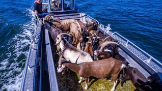 Per Boot werden die 22 tierischen Landschaftspfleger auf die Vogelschutzinsel Walfisch in der Wismarbucht gebracht.