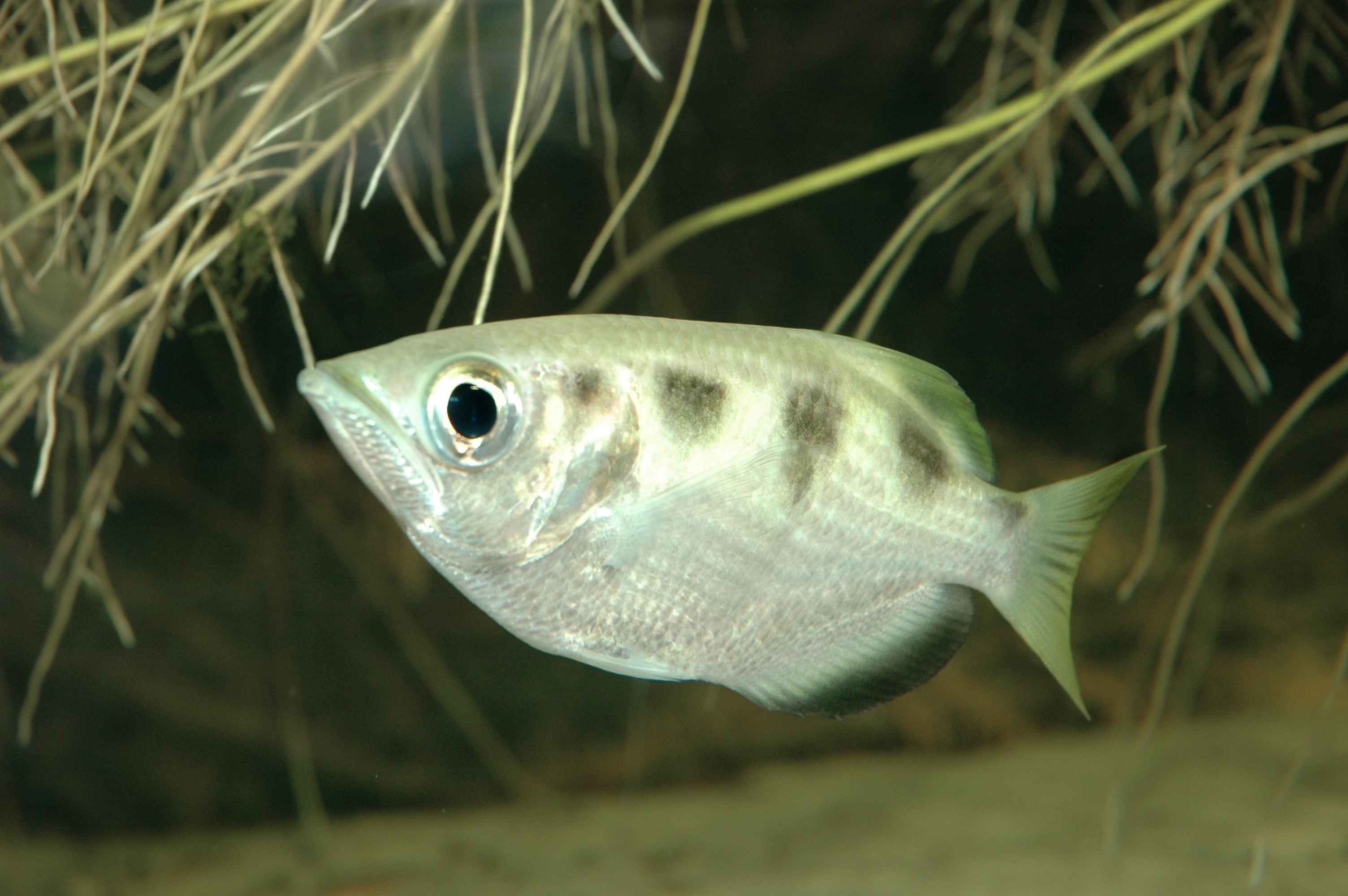 Wie es schein, können Fische menschliche Gesichter erkennen. Auch dieser kleine Schwertfisch toxetes jaculator (Bild: IVH).