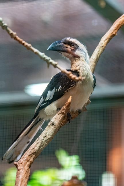 Die Tokos werden bis zu 35 Zentimeter groß. Bild: Lisa-Marie Grimmer