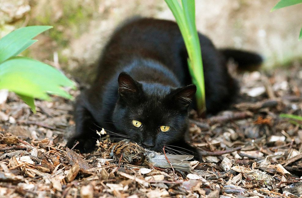 Fängt meine Katze Vögel – und wenn ja, wie viele? Bislang ist wenig darüber bekannt, ein Projekt von Forschenden aus Radolfzell soll das nun ändern.
 Foto: imago/Karina Hessland