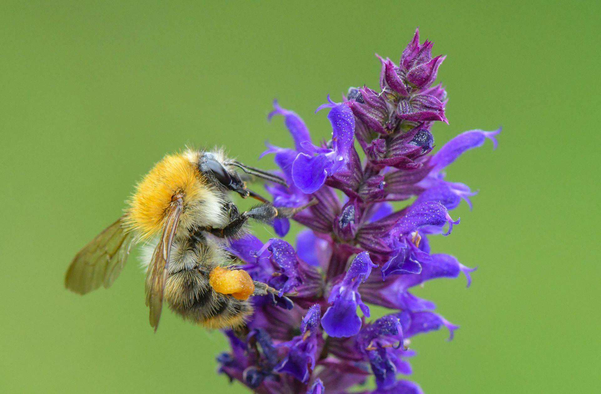 Das Insektensterben ist allgegenwärtig – auch  Bienen sind bedroht.