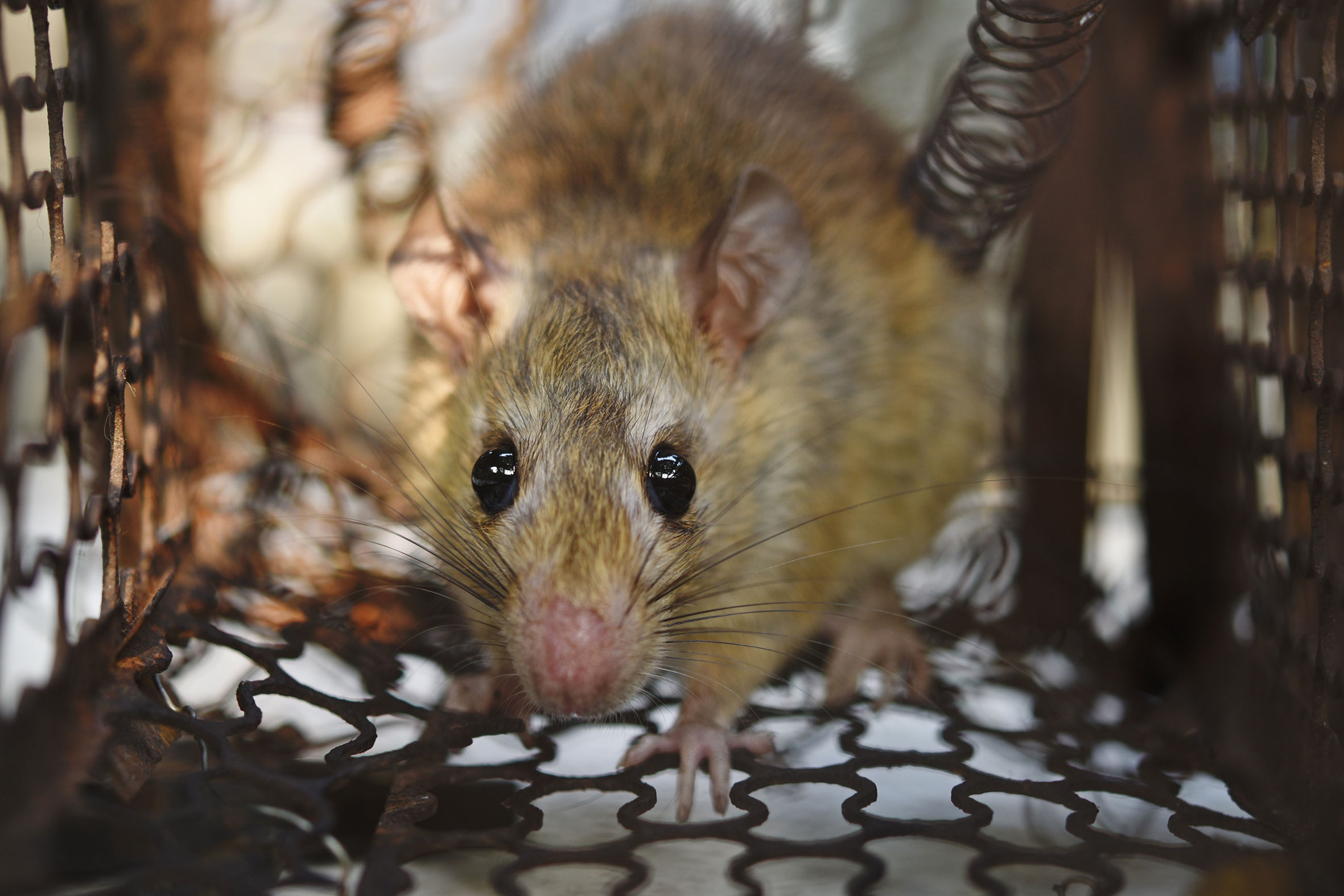 IInfizierte Nagetiere übertragen die Hantaviren.  Bild: Adobe