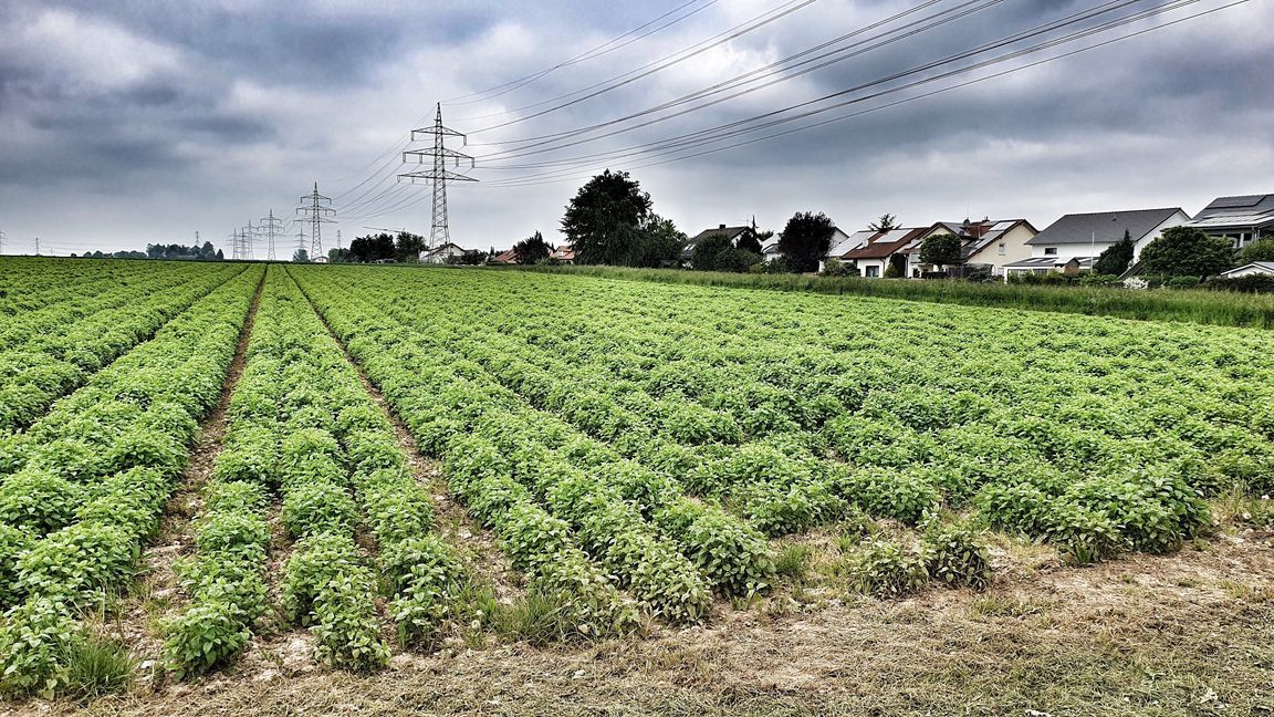 Anders als die Verwaltung will der Gemeinderat vorerst keine weitere Entwicklung des Gebiets Mühlweg in Maichingen zum Wohngebiet. Bild: Wegner