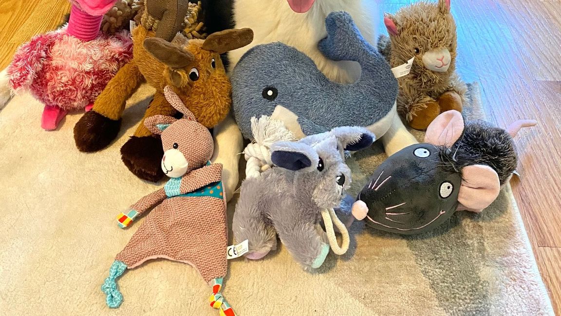 Die sieben Jahre alte American Shepherd-Hündin kannte bereits vor dem Versuch viele Spielzeuge.