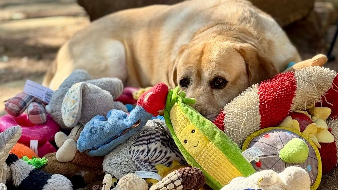 Manche Hunde können aus Gesprächen von Menschen mehr lernen als bisher vermutet.