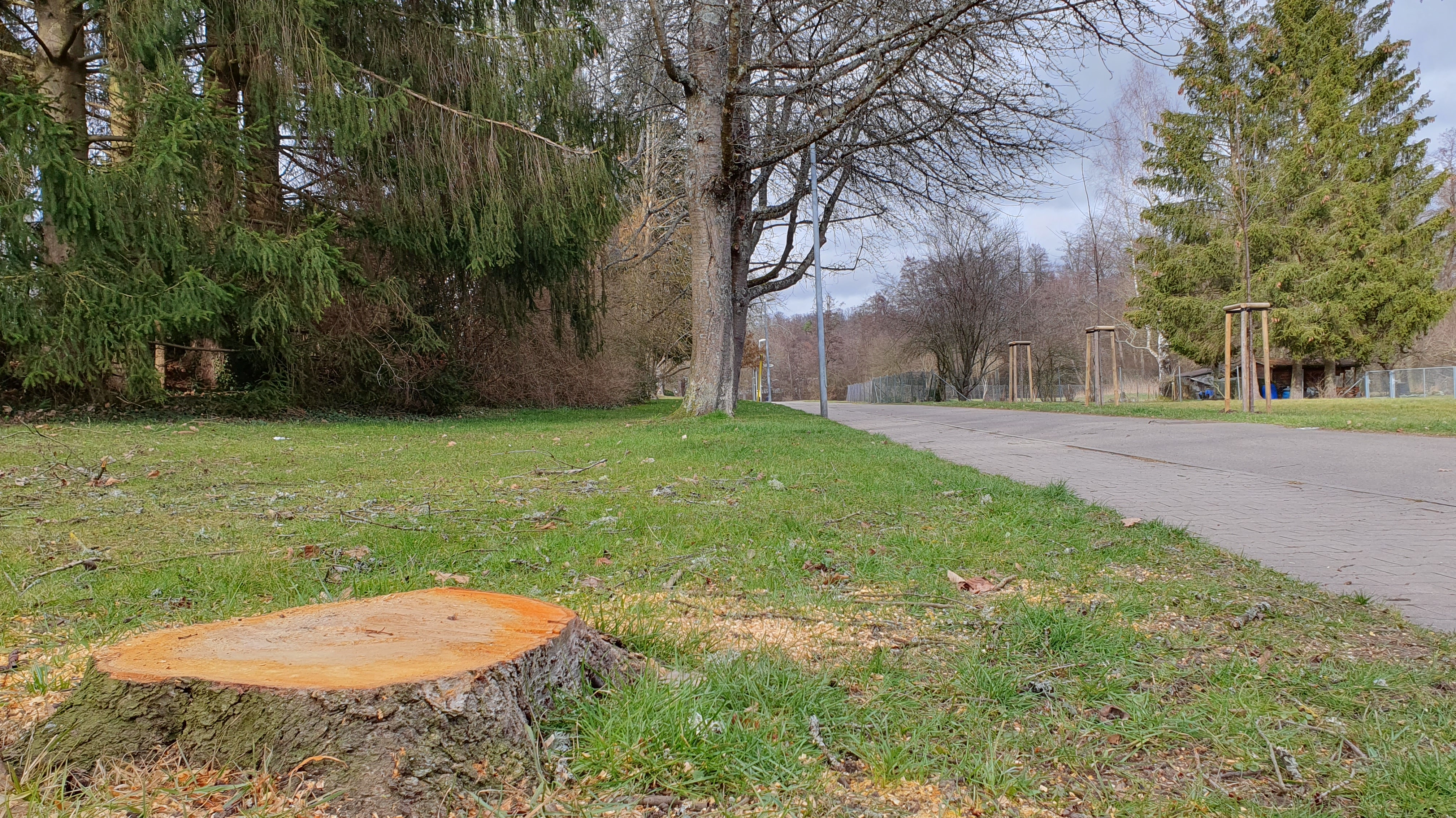 Von dieser Kirsche ist so gut wie nichts mehr übrig geblieben.   Bild: Wegner