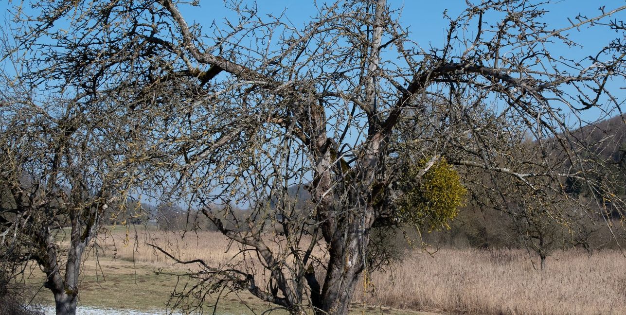 Misteln verbreiten sich auch im Landkreis auf Streuobstbäumen und schädigen diese.