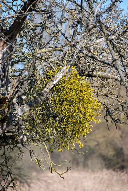 Misteln wachsen sehr langsam , bis sie eine derartige Größe erreichen vergehen einige Jahre, in denen sie sich mit Wasser und Nährstoffen aus ihrer Wirtspflanze versorgen.