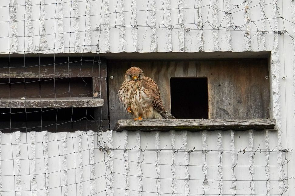 Auge in Auge mit dem Turmfalken.