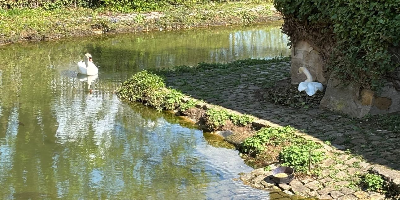 Hänsel geht auf Nahrungssuche und passt vom Wasser aus auf, während Gretel brütet.