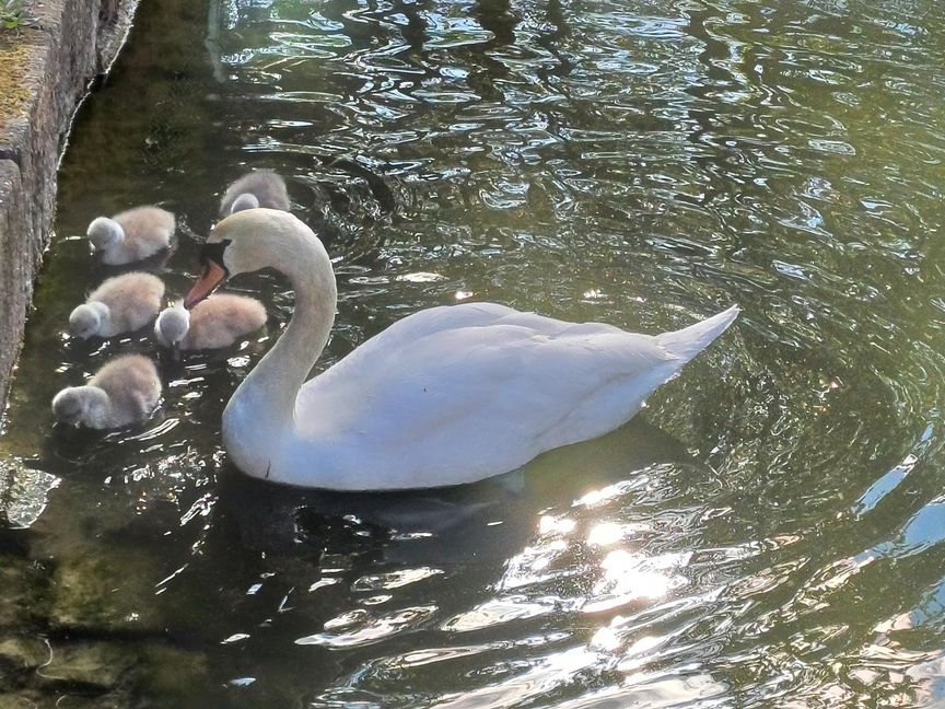 Zunächst waren es noch fünf Küken.
