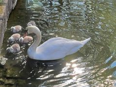 Zunächst waren es noch fünf Küken.