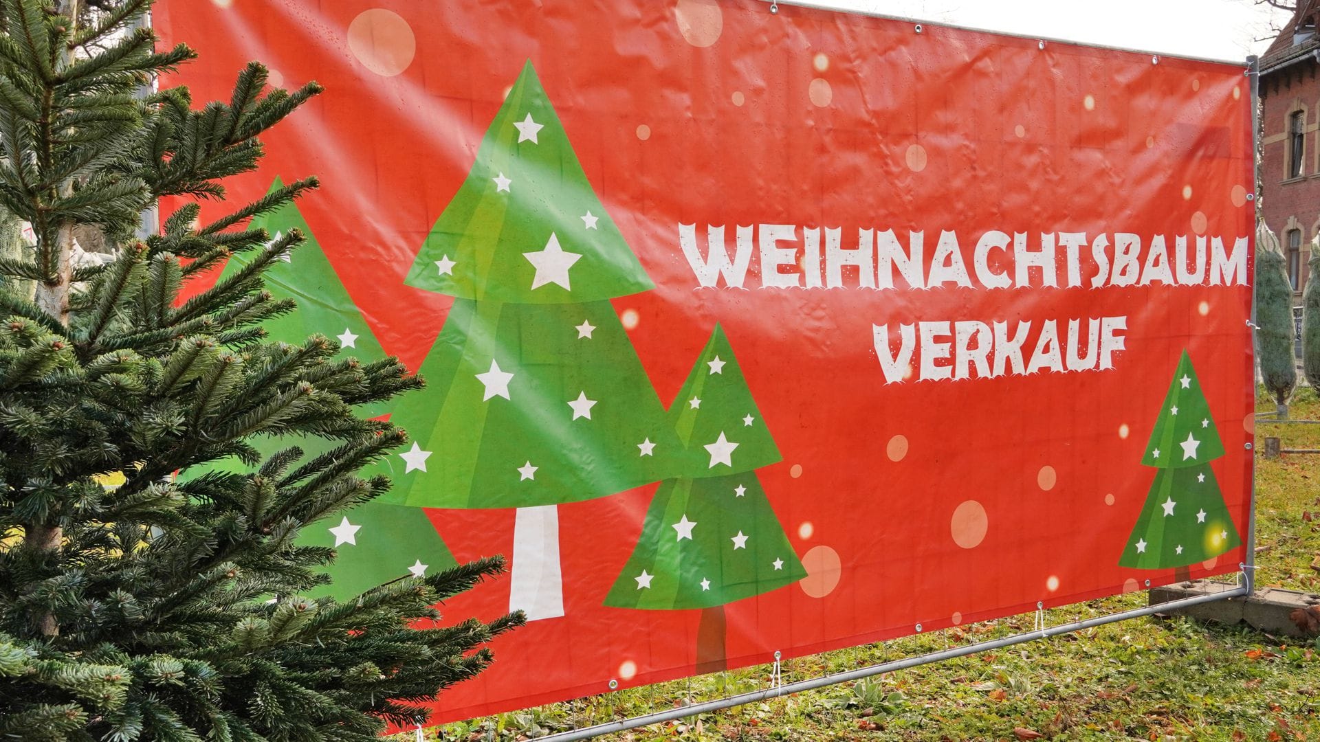Die in Deutschland beliebteste Sorte, die Nordmanntanne, kostet in diesem Jahr nach Angaben des Bundesverbands der Weihnachtsbaum- und Schnittgrünerzeuger (BVWS) je nach Region und Qualität zwischen 23 und 30 Euro pro Meter.