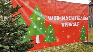 Die in Deutschland beliebteste Sorte, die Nordmanntanne, kostet in diesem Jahr nach Angaben des Bundesverbands der Weihnachtsbaum- und Schnittgrünerzeuger (BVWS) je nach Region und Qualität zwischen 23 und 30 Euro pro Meter.