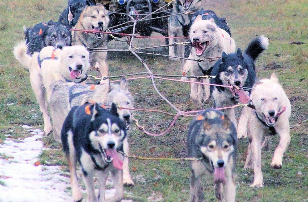Die Tierärztin wird bei einem Schlittenhunderennen von ihren Huskys gezogen.
 Foto: Gegenheimer