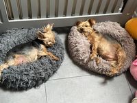 Fifi und Franco